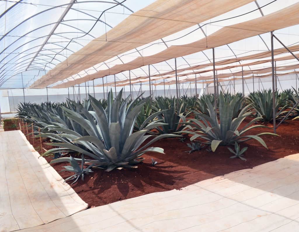 Back Alley Imports Comiteco and Chiapas Back Alley Imports